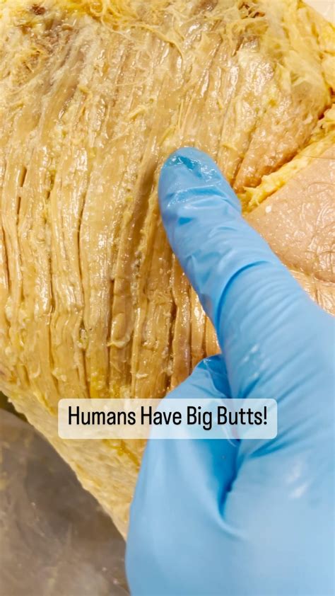 bug butt|Why Humans Have Big Butts .